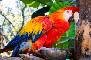Lees meer over het artikel Een felgekleurde papegaai, maar dan in zwart en wit